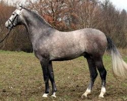 stallion Eminem J (Westphalian, 2006, from Ehrentusch)