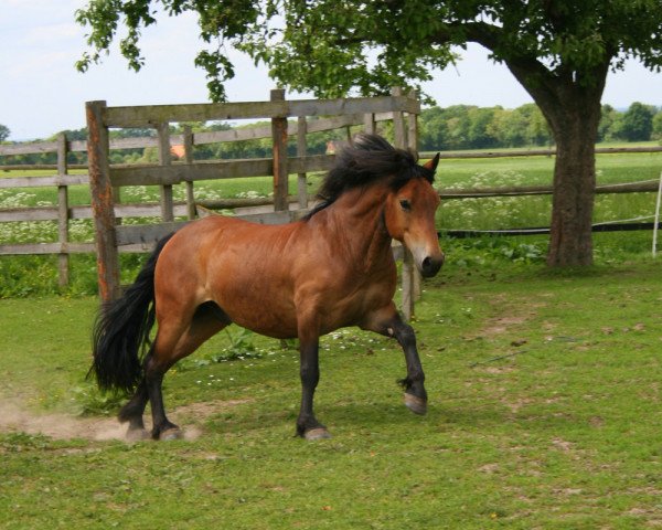 dressage horse Filou 1866 (Bardigiano, 2004)