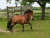 dressage horse Filou 1866 (Bardigiano, 2004)