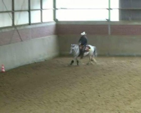 Pferd Special Spotted Skip (Appaloosa, 2004, von CL Special Skip)