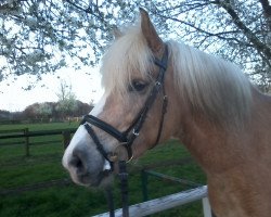 dressage horse Strolch (Haflinger, 2002, from Stefan (3,91% ox))