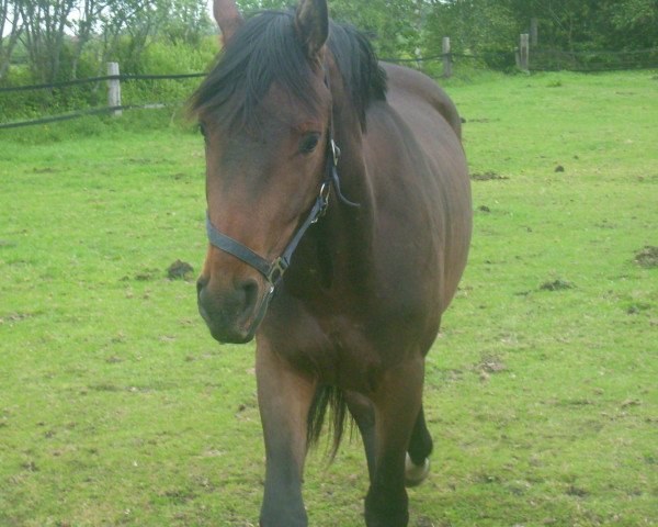 broodmare Biskaya (Oldenburg, 2000, from Zapateado 128 FIN)