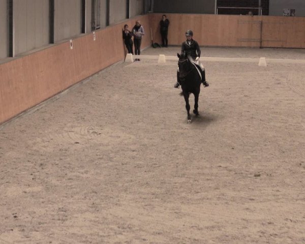 Reitturnier Güstrow/Cavallo Arena 2022