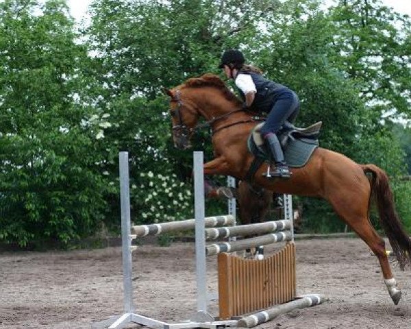 jumper Nova Scotia 2 (German Riding Pony, 2003, from Heidbergs Nancho Nova)