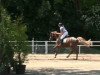 broodmare Tiffany 384 (German Sport Horse, 2005, from Candidatus)