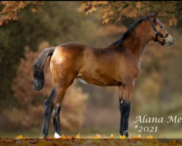 horse Alana Mescalera (German Riding Pony, 2021, from Mescalero 29)