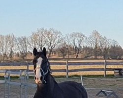 broodmare Wild Beauty (Mecklenburg, 2007, from Witellus)