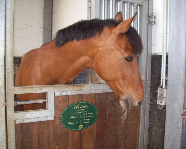 horse Aristo 59 (Zweibrücken, 1996, from Almati)