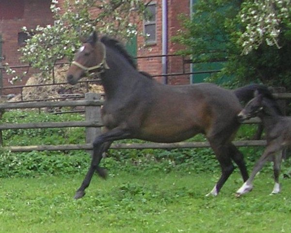 broodmare Laura Bo (Hanoverian, 1999, from Lauries Crusador xx)