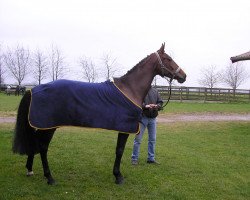 dressage horse Freda Sue (Hanoverian, 2004, from Fielmann)