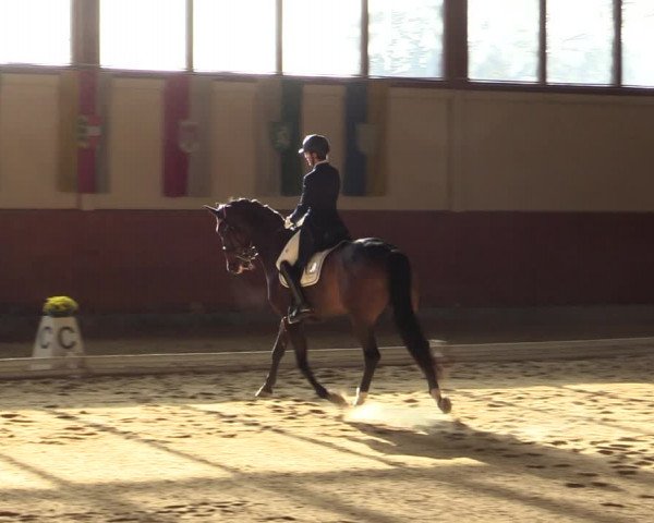 Reitturnier Weikersdorf am Steinfelde 2022