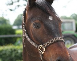 dressage horse Petit Charmeur 7 (Rhinelander, 2003)