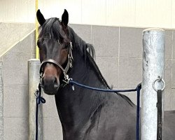 dressage horse Pittsburgh-ST (KWPN (Royal Dutch Sporthorse), 2020, from Barton VDL)