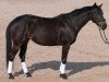 broodmare Princessa 12 (Trakehner, 2001, from Pyatt Charly)