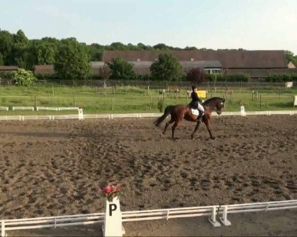 Pferd Luzifer's Lamborghini (Hessisches Warmblut, 2001, von Logarithmus)