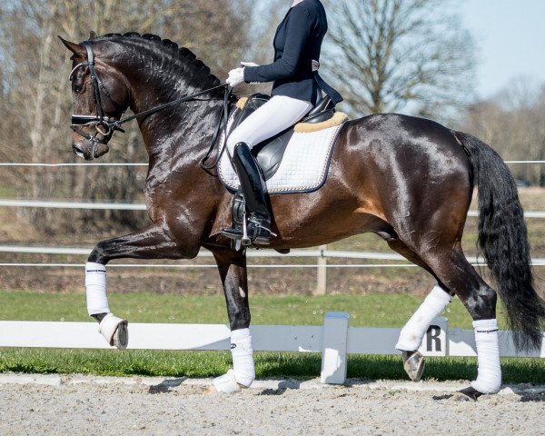 stallion Barton VDL (Oldenburg, 2016, from Bordeaux 28)