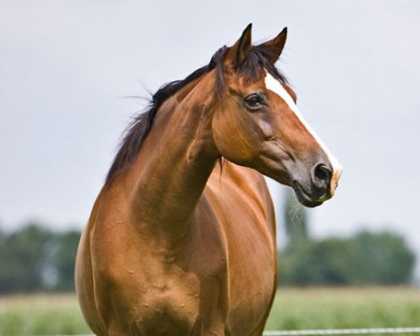 Zuchtstute Kretienne (KWPN (Niederländisches Warmblut), 1992, von Quidam de Revel)