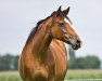 broodmare Kretienne (KWPN (Royal Dutch Sporthorse), 1992, from Quidam de Revel)