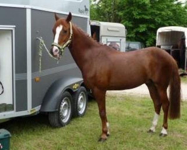 Pferd Sir Henry (Deutsches Reitpony,  )