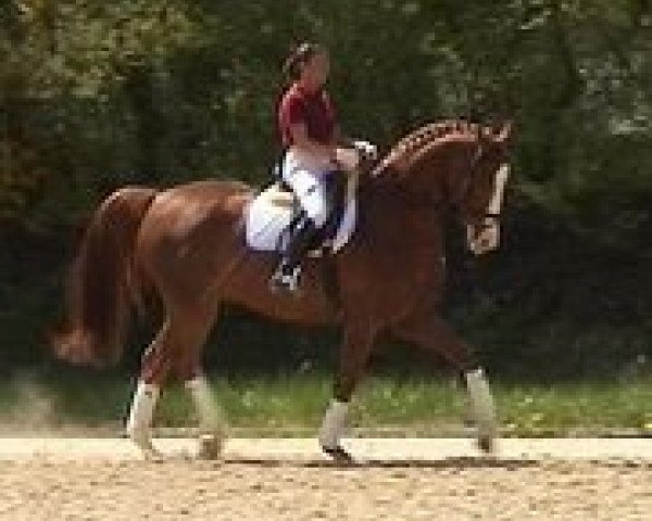 dressage horse Djamilo 3 (Bavarian, 2002, from Delacroix Rose)