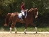 dressage horse Djamilo 3 (Bavarian, 2002, from Delacroix Rose)