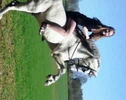 horse Strolch (German Riding Pony,  , from Bajar ShA)