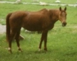 broodmare Amasia (Württemberger, 1979, from Amor II)