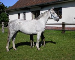 broodmare Salina Bo (Hanoverian, 1994, from Spartan)