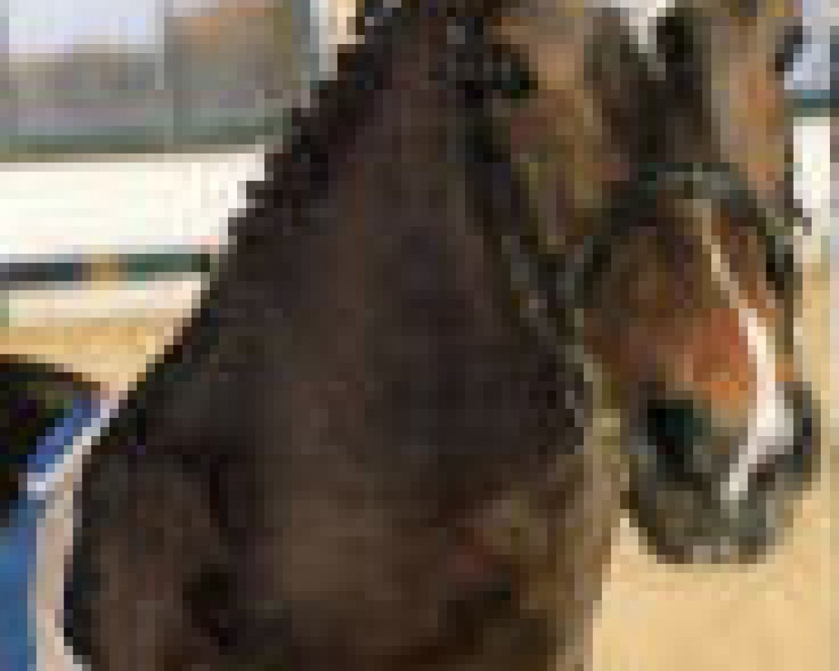 stallion Cosinus B (Holsteiner, 1982, from Cor de la Bryère)