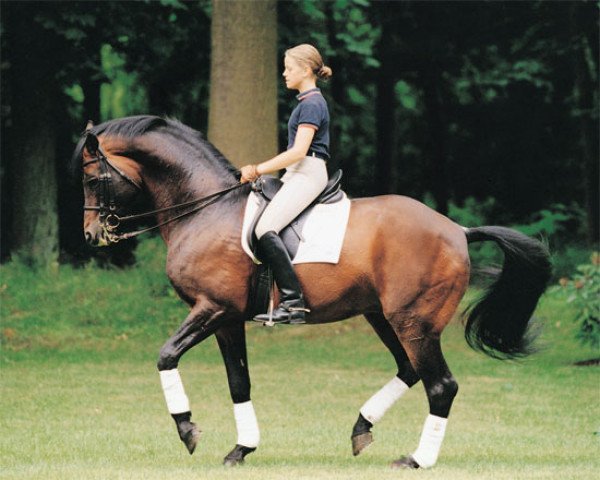 stallion Caprimond (Trakehner, 1985, from Karon)