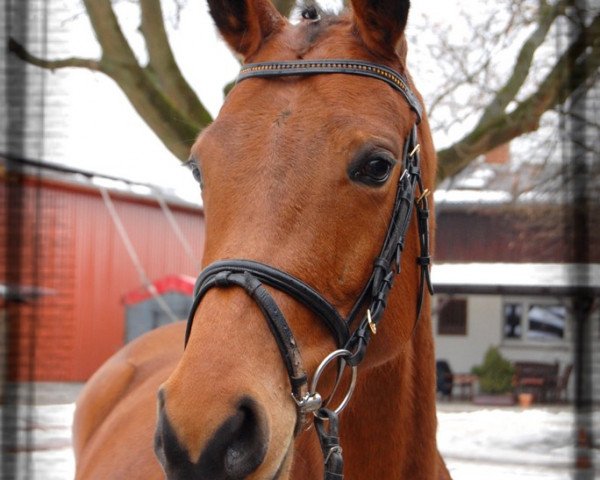 Springpferd Lamira (Oldenburger Springpferd, 2005, von Ludwig von Bayern 168 FIN)