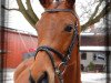 jumper Lamira (Oldenburg show jumper, 2005, from Ludwig von Bayern 168 FIN)