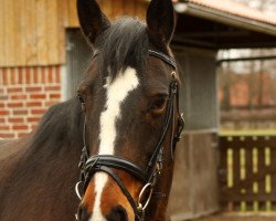 broodmare Primera (Westphalian, 1994, from Primero)