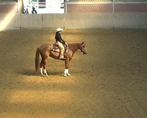 horse Docs Hobby Sunshine (Quarter Horse, 2004, from Checkmate Hobby)