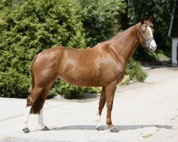 broodmare Paloma (Westphalian, 2007, from Pacco II)