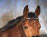 dressage horse Ceep Cool 2 (German Sport Horse, 2012, from Casskeni II)