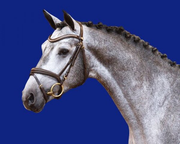 stallion Quivisto CL (Holsteiner, 2019, from Quim 2)