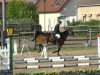 Zuchtstute Chalin 6 (Deutsches Sportpferd, 2006, von Chello II)