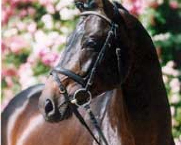 stallion Stradivari (Trakehner, 1989, from Upan la Jarthe AA)