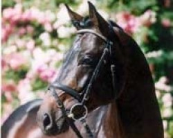 stallion Stradivari (Trakehner, 1989, from Upan la Jarthe AA)