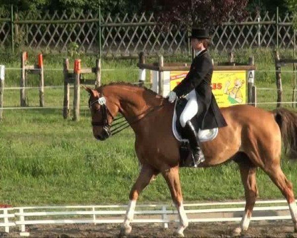 dressage horse George N (Oldenburg, 1999, from Granulit)