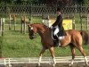 dressage horse George N (Oldenburg, 1999, from Granulit)