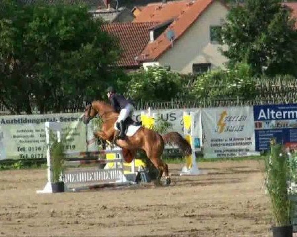 horse Caprice 361 (German Warmblood, 2000, from Cassandro I)