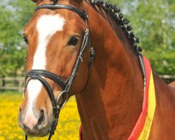 stallion Light Boy (Westphalian, 2008, from Light On OLD)