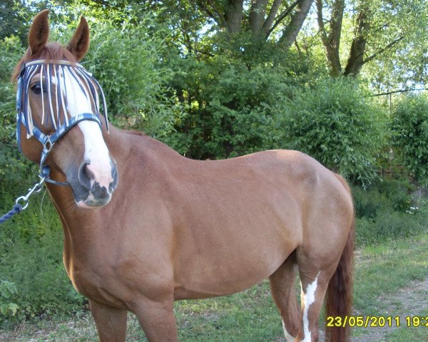 horse Calvins (Latvian Warmblood, 1997, from Calando IV)