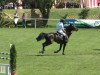 stallion Lorenzo (Holsteiner, 1997, from Linaro)