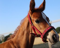 dressage horse Valissimo (Westphalian, 2022, from Viva Dance)