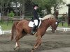 dressage horse Beethoven 69 (German Sport Horse, 2004, from Brandenburger)