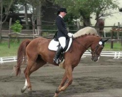 dressage horse Beethoven 69 (German Sport Horse, 2004, from Brandenburger)