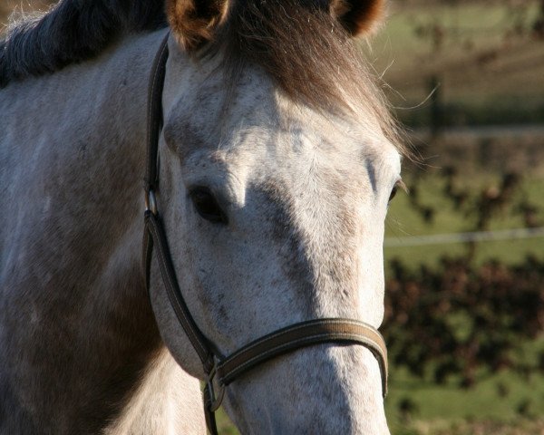 horse Diament (Polish Warmblood, 2007, from Karnalit)